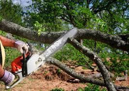 Best Hazardous Tree Removal  in Lehigh Acres, FL